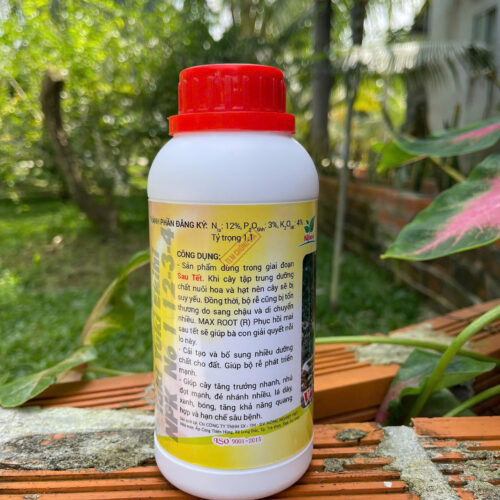 Max root phục hồi mai sau tết mặt sau